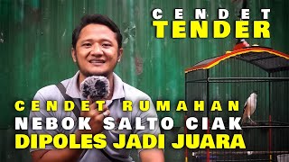 CENDET RUMAHAN,NEBOK ,SALTO,CIAK BULU , DIPOLES JADI JUARA