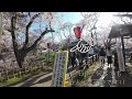 【高遠城址公園・六道の堤・春日公園】伊那市の満開の桜を大満喫♪