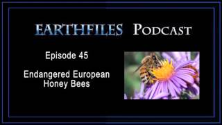 Earthfiles Podcast Episode 45 - Endangered European Honey Bees