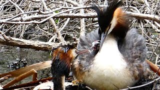 [Birdwatching Vlog] Great crested grebe [2]　カンムリカイツブリの親子