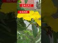 11月8日，立冬后的丝瓜 美国七区 丝瓜 庭院种植