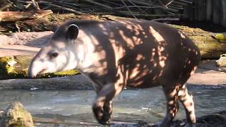 池に入ってお水を飲むブラジルバク　Lowland tapir　2017 1231