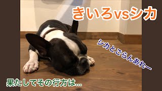 ボステリVSシカ？？警戒されまくるボストンテリアきいろさん