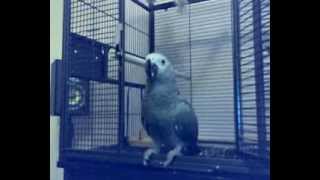 karmienie żako - african grey