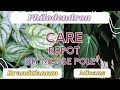 My Philodendron Brandtianum and Micans // Easy Repotting tips & DIY moss pole, plus care tips!!