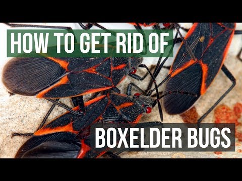 What kills box elder bugs?