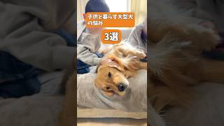 日頃の悩みを打ち明けるゴールデンレトリバー #goldenretriever #ゴールデンレトリバー #大型犬 #子供と犬 #shorts #short #犬 #愛犬 #癒し #可愛い