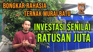 Rahasia ternak murai batu, investasi Senilai Ratusan Juta