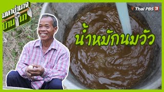 น้ำหมักนมวัว : สูตรลับฉบับบ้านนา