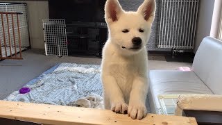 【秋田犬もんたろう #44】「味をしめた秋田犬」Akita inu