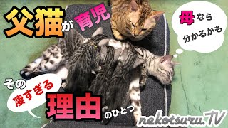 【感動】子猫を父猫がよく育児すると思ったら…その理由がすごかった。母猫からのテレパシー！？Father who takes care of kittens more than mother【ねこつる】