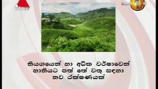 නියඟයෙන් හා අධික වර්ෂාවෙන් හානියට පත් වන කුඩා තේ වතු සඳහා නව රක්ෂණ ක්‍රමයක්