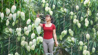 TIMELAPSE --360 Days Harvest Lots Of Mango, Banana, Melon, Sweet Potato,...Go To Sell
