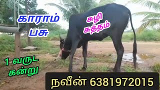 காராம் பசு விற்பனைக்கு சீப் ரேட்டில்