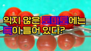 익지 않은 토마토에는 독이 들어 있다?