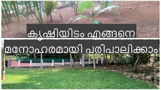 Pearl Grass | Landscaping | Mylackel Agro Farm | Kottayam | #pearlgrass #landscaping