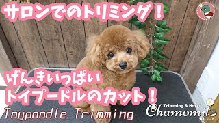 【Trimming Movie#06】トイプードルの子犬が台の上ではしゃぐ！Toypoodle Trimming