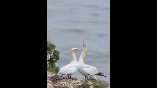 Bempton Cliffs - Gannets and a Razorbill