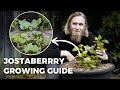 How to Grow Delicious Jostaberry