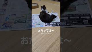 なぜ猫は何か読み始まると邪魔をするのかな　【福島弁】#shorts