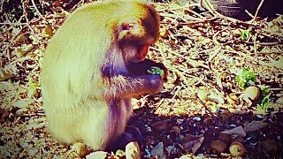 キウイを食べる野生の猿　a wild Japanese monkey eating a kiwi fruit