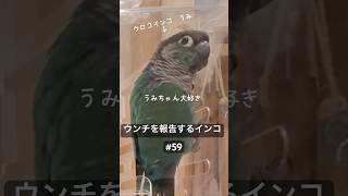 ウ○チしたことを報告するインコ#59 #ウロコインコ  #conure #おしゃべりインコ #うんち #閲覧注意 #インコ #おもしろ #かわいい #birds #鳥 #朝 #報告 #セキセイインコ