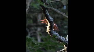 【火の鳥】アカショウビン 鳴き声 RuddyKingfisher chirping