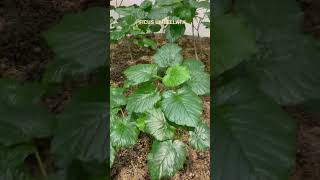 The Indoor Plant - FICUS UMBELLATA 휘커스 움베르타