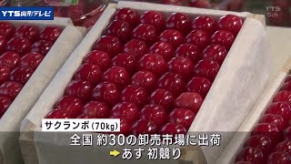 収穫早めた超促成栽培のサクランボ、山形で初出荷