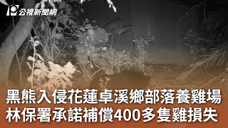 黑熊入侵花蓮卓溪鄉部落養雞場 林保署承諾補償400多隻雞損失｜20241106 公視中晝新聞