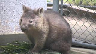 ウォンバットのワンダーさん、むしゃむしゃ(五月山動物園)