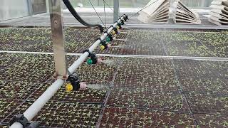 Greenhouse Sprinkler - Irrigation System || Efficient Irrigation