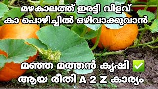 മഞ്ഞ മത്തൻ കൃഷി ഇപ്പോൾചെയ്യാം /The easiest way to cultivate pumpkin/today gold rate Kerala 8/06/2022