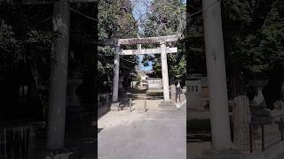 神社に行きました・八幡社・愛知県一宮市千秋町穂積塚本・たくさんの住宅の中にありました。その中で長い参道、境内が守られています。#参道#心安らぐ#お参り#神社巡り