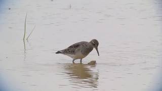 アメリカウズラシギ（1）茨城県と与那国島 - Pectoral Sandpiper - Wild Bird - 野鳥 動画図鑑