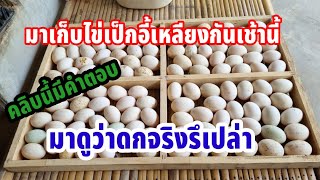 เป็ดอี้เหลียงYi-Liang Duckเก็บไข่ตอนเช้า0878571759ติดต่อสอบถ่ามได้ครับ