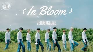 ZEROBASEONE《In Bloom》｜♾️一小時循環播放한시간 연속 듣기♾️｜ZB1 BOYS PLANET 보이즈플래닛｜장하오 성한빈 석매튜 리키 박건욱 김태래 김규빈 김지웅 한유진