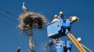 コウノトリのひなに足輪取り付ける