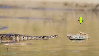 COBRA MEETS DEATH WITHOUT KNOWING