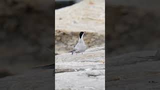 Tern Fish Dance: A Courting Display #shorts