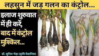 लहसुन में जड़ गलन रोग कंट्रोल #Garlic #rhizoctonia #pythium #sclerotium #fusarium #fungus #disease