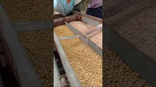 Amazing  live Soyabean sowing in kharif season 2024