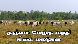 தஞ்சை மேற்கு பகுதி கிடை மாடுகள் || சிறப்பு தொகுப்பு Horizontal cows in the western part of Tanjore