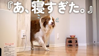 寝起きぽわぽわの朝に弱いタイプのボーダーコリーが可愛すぎる(笑)