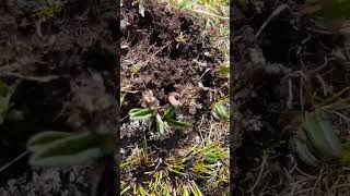 Digging The Famous Herb Caterpillar Fungus  ( dōng chóng xià cǎo ) #satisfying #short