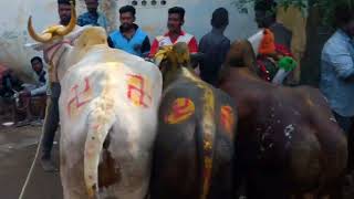 eruthukattu 2023 nagal theru street race madu bulls standing