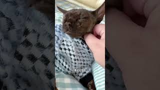 论情绪价值还得是黑熊精啊 黑熊精 云养猫 猫咪的迷惑行为 我和我的猫 像狗一样的猫