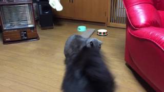 ちょっかい出す犬、耐える猫