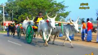 #வெள்ளையபுரம் நடுமாடு 🥇நல்லாங்குடி கா.சி முத்தையா சேர்வை 🔰💥#மதி அண்ணனின் திறமையான ஓட்டு 😎