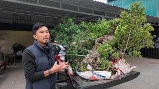 Xử lý cây trên xe mới về vườn thế nào cho chuẩn - Chiến Râu Bonsai